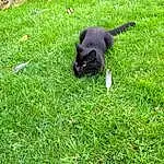Cat, Plant, Carnivore, Dog breed, Felidae, Grass, Small To Medium-sized Cats, Whiskers, Bombay, Groundcover, Terrestrial Animal, Lawn, Tail, Black cats, Grassland, Companion dog, Domestic Short-haired Cat, Furry friends, Canidae