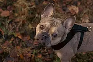 Name French Bulldog Dog Ivy