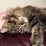 Cat, Felidae, Carnivore, Small To Medium-sized Cats, Comfort, Whiskers, Grey, Snout, Tail, Paw, Furry friends, Domestic Short-haired Cat, Claw, Nap, Terrestrial Animal, British Longhair, Liver, Sleep