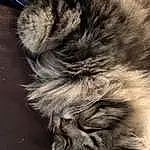 Cat, Carnivore, Felidae, Grey, Small To Medium-sized Cats, Whiskers, Snout, Fur Clothing, Terrestrial Animal, Tail, Furry friends, Domestic Short-haired Cat, Paw, Claw, Nap, Sleep, British Longhair