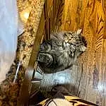 Felidae, Wood, Carnivore, Cat, Door, Big Cats, Tree, Terrestrial Animal, Art, Trunk, Snout, Whiskers, Metal, Sculpture, Glass, Domestic Short-haired Cat, Furry friends, Tail, Facade