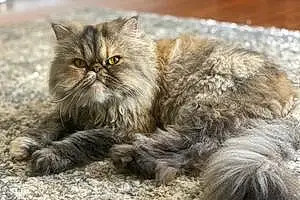 Name Persian Cat Jinxy