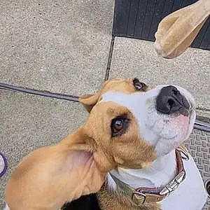 Name Beagle Dog Addy