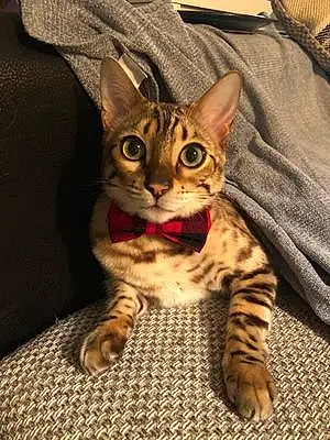 Name Bengal Cat Enzo