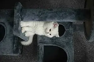 Name British Shorthair Cat Frosty