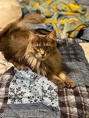 Name Maine Coon Cat Layla