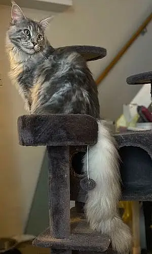 Name Maine Coon Cat Freyja