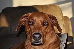 Name Dog Copper