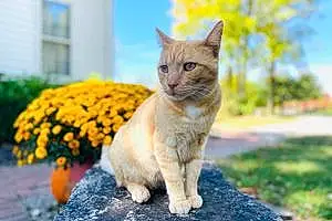 Name American Shorthair Cat Chester