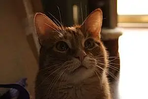 Name Tabby Cat Dorito