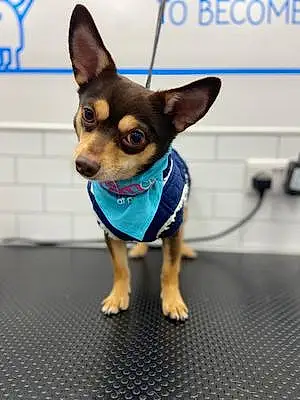 Name Chihuahua Dog Chase
