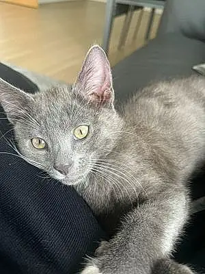 Name Cat Kovu