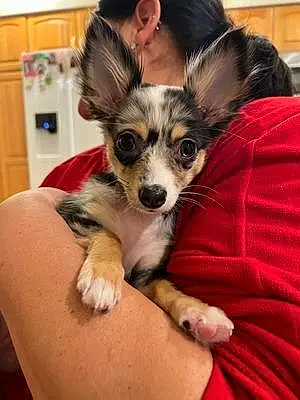 Name Chihuahua Dog Josie