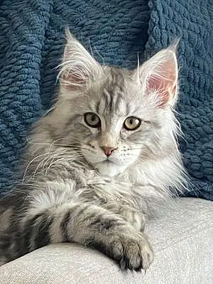 Name Maine Coon Cat Kona