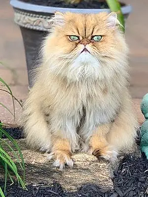 Name Persian Cat Claude