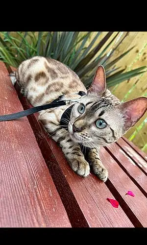 Name Bengal Cat Billie