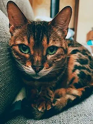 Name Bengal Cat Cali