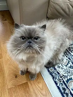 Name Persian Cat Baymax