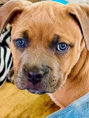 Name Pitt Bull Terrier Dog Charlee