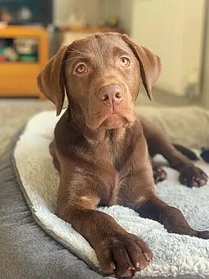 Name Labrador Retriever Dog Lenny
