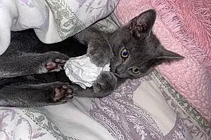 Name British Shorthair Cat Blu