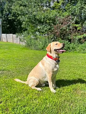 Name Labrador Retriever Dog Gunner