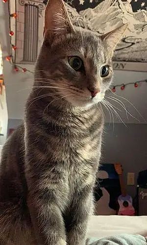 Name Tabby Cat Atlas