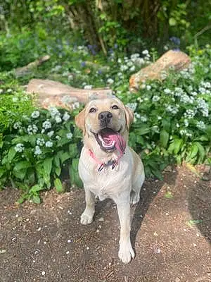 Name Labrador Retriever Dog Beau