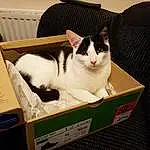 Cat, Felidae, Carnivore, Small To Medium-sized Cats, Whiskers, Fawn, Comfort, Shipping Box, Box, Companion dog, Pet Supply, Snout, Packaging And Labeling, Furry friends, Cat Supply, Cardboard, Domestic Short-haired Cat, Canidae, Carton, Chair