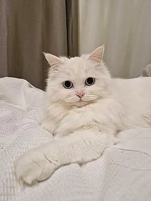 Name Persian Cat Demi