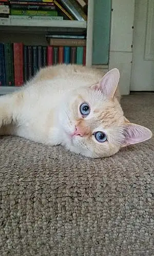 Name Siamese Cat Kai