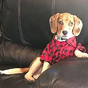 Name Beagle Dog Ace