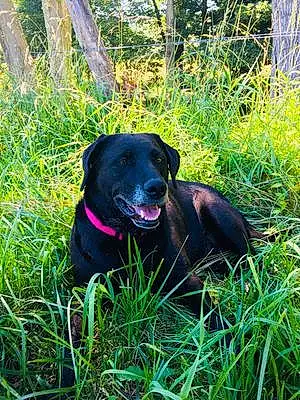 Name Labrador Retriever Dog Demi