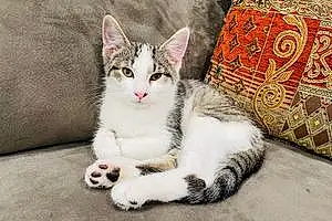 Name Cat Juno