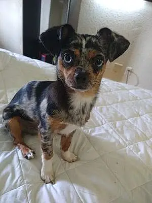 Name Chihuahua Dog Cutie