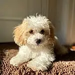 Dog, Carnivore, Dog breed, Water Dog, Fawn, Companion dog, Toy Dog, Terrier, Shih-poo, Working Animal, Small Terrier, Furry friends, Labradoodle, Canidae, Poodle, Soil, Puppy love, Yorkipoo, Maltepoo