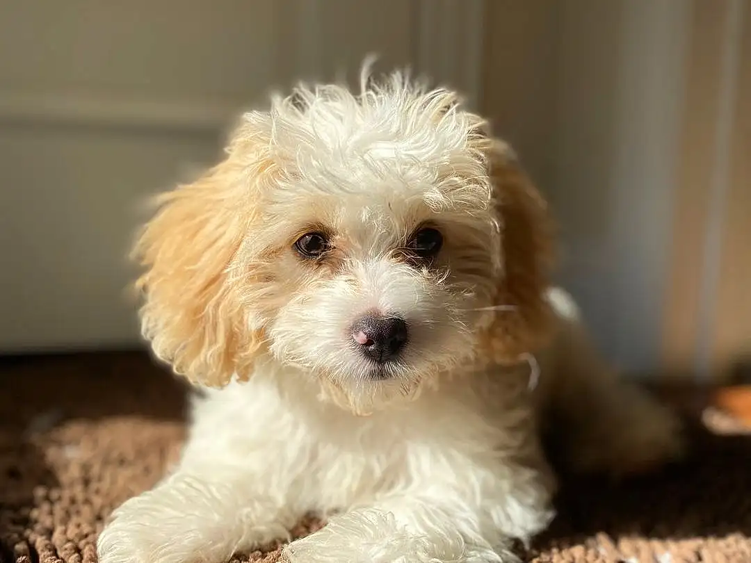 Dog, Carnivore, Dog breed, Water Dog, Fawn, Companion dog, Toy Dog, Terrier, Shih-poo, Working Animal, Small Terrier, Furry friends, Labradoodle, Canidae, Poodle, Soil, Puppy love, Yorkipoo, Maltepoo