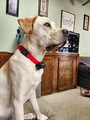 Name Labrador Retriever Dog Hemi