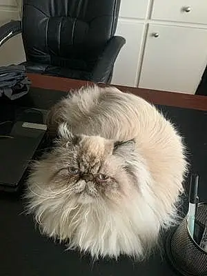 Name Persian Cat Layla