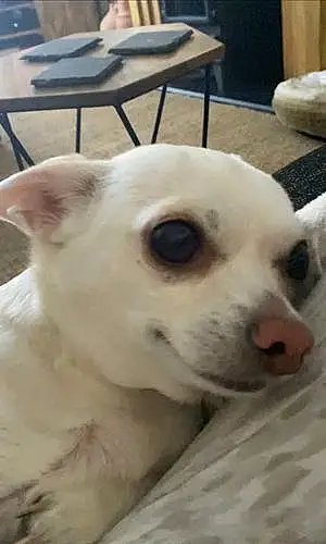 Name Chihuahua Dog Hugo