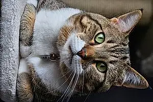 Name American Shorthair Cat Benji