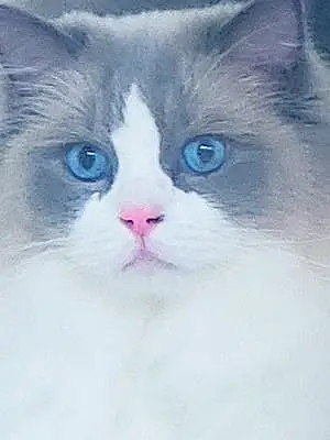 Name Cat Basil