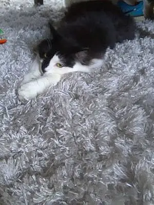 Turkish Angora Cat Clover