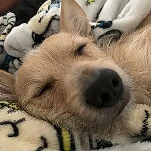Name Chihuahua Dog Homer