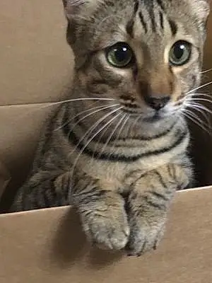 Name Savannah Cat Jinx