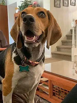 Name Beagle Dog Hope