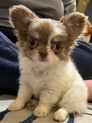 Name Chihuahua Dog Kip