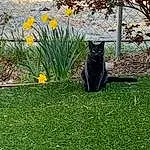Plant, Flower, Cat, Carnivore, Felidae, Grass, Tree, Tints And Shades, Small To Medium-sized Cats, Whiskers, Terrestrial Animal, Tail, Landscape, Wood, Grassland, Shrub, Trunk, Garden