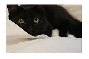 Turkish Angora Cat Bacardi