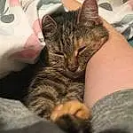 Cat, Felidae, Comfort, Carnivore, Ear, Gesture, Whiskers, Small To Medium-sized Cats, Snout, Domestic Short-haired Cat, Furry friends, Nail, Paw, Claw, Human Leg, Nap, Sleep, Pattern, Terrestrial Animal, Linens